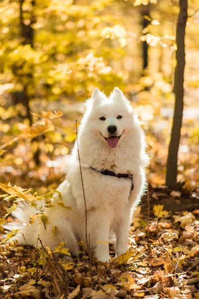 Köpek Doğurmak Samoyed Husky Sonbahar Ormanda Beyaz Uzun Kıl Köpek — Stok fotoğraf