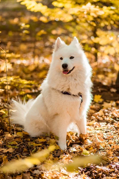 Psí Plemeno Samojed Husky Bílý Dlouhosrstý Pes Podzimním Lese — Stock fotografie