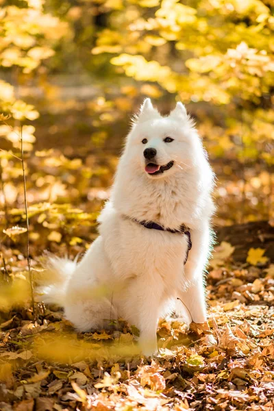 Dog Breed Samoyed Husky White Long Haired Dog Autumn Forest — Stock Photo, Image