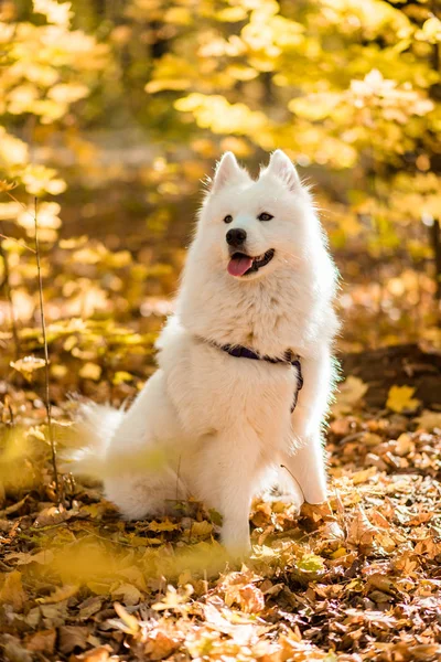 Kutya Tenyészt Szamojéd Husky Őszi Erdő Fehér Hosszú Hajú Kutya — Stock Fotó