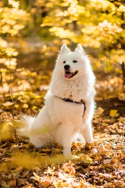 Kutya Tenyészt Szamojéd Husky Őszi Erdő Fehér Hosszú Hajú Kutya — Stock Fotó