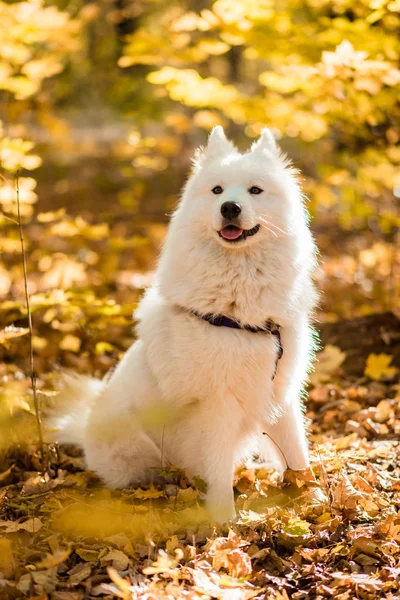 Kutya Tenyészt Szamojéd Husky Őszi Erdő Fehér Hosszú Hajú Kutya — Stock Fotó