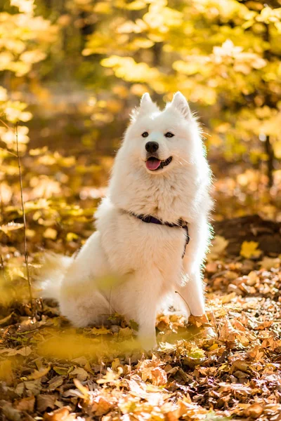 Kutya Tenyészt Szamojéd Husky Őszi Erdő Fehér Hosszú Hajú Kutya — Stock Fotó