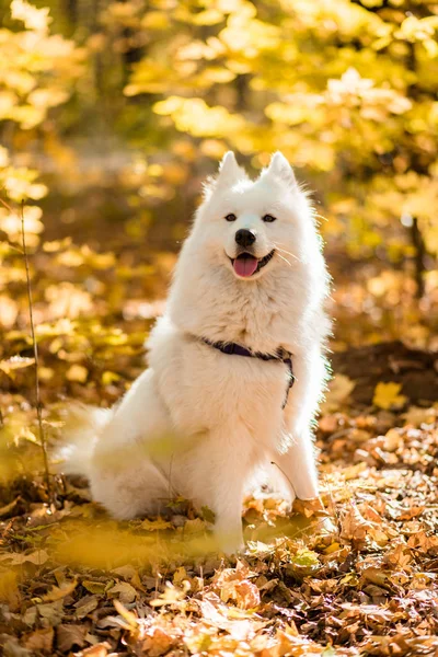 Köpek Doğurmak Samoyed Husky Sonbahar Ormanda Beyaz Uzun Kıl Köpek — Stok fotoğraf