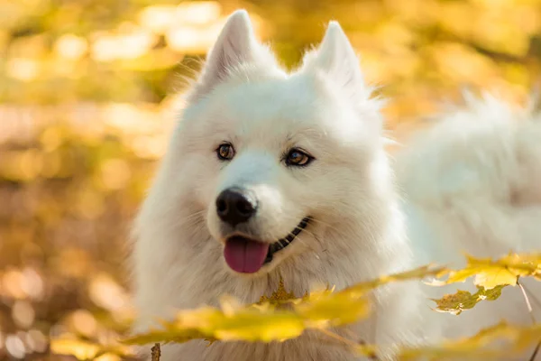 Raça Cão Samoyed Husky Branco Cão Cabelos Longos Floresta Outono — Fotografia de Stock