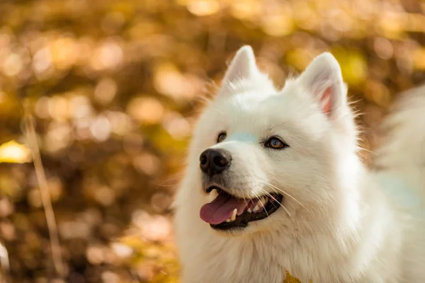 Köpek Doğurmak Samoyed Husky Sonbahar Ormanda Beyaz Uzun Kıl Köpek — Stok fotoğraf