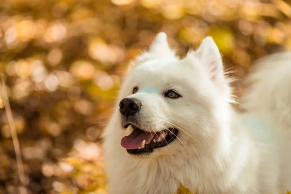 Kutya Tenyészt Szamojéd Husky Őszi Erdő Fehér Hosszú Hajú Kutya — Stock Fotó