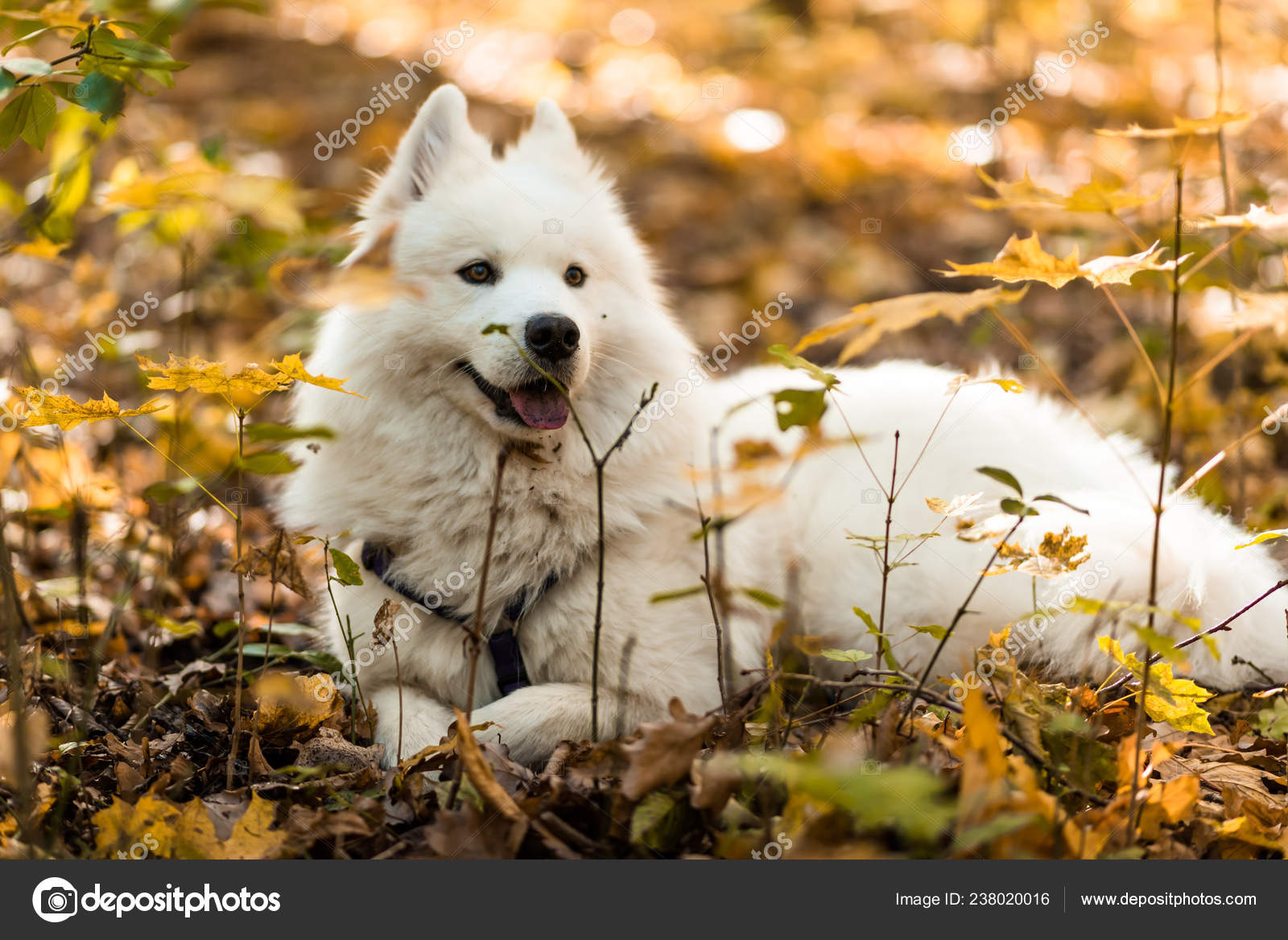 Dog Breed Samoyed Husky Beautiful Big White Dog White Long Stock
