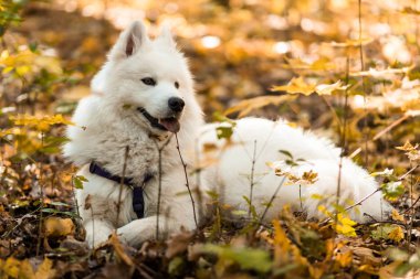 dog breed samoyed husky. Beautiful big white dog. White long haired dog in the autumn forest