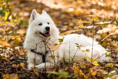 dog breed samoyed husky. Beautiful big white dog. White long haired dog in the autumn forest