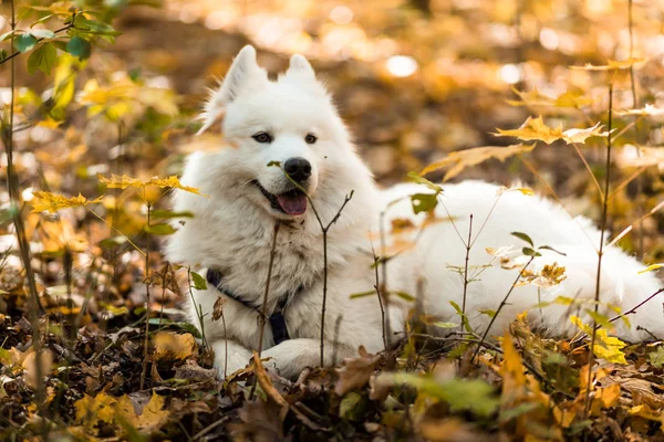 Dog Breed Samoyed Husky Beautiful Big White Dog White Long — Stok fotoğraf