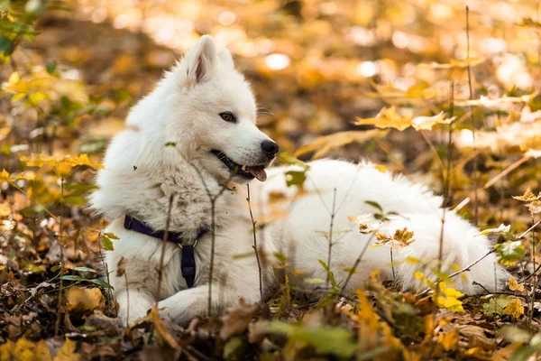 Raça Cão Samoyed Husky Cão Branco Grande Bonito Branco Cão — Fotografia de Stock