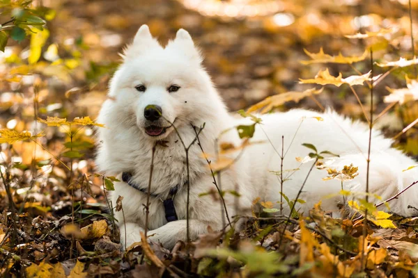 Hund Race Samoyed Husky Smuk Stor Hvid Hund Hvid Langhåret - Stock-foto