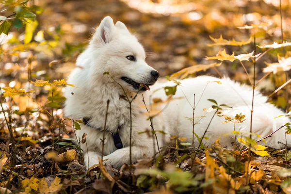 Samoyed Γεροδεμένο Σκυλί Φυλής Όμορφο Μεγάλο Λευκό Σκυλί Λευκό Μακριά — Φωτογραφία Αρχείου