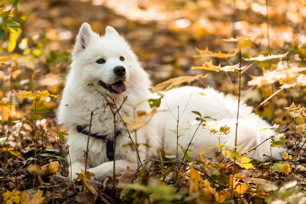 Dog Breed Samoyed Husky Beautiful Big White Dog White Long — Stok fotoğraf