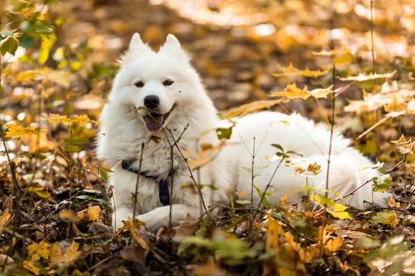 Hund Race Samoyed Husky Smuk Stor Hvid Hund Hvid Langhåret - Stock-foto