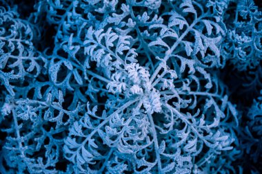 background, texture, leaves, frost on the leaves. ornament of blue branches.