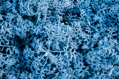 background, texture, leaves, frost on the leaves. ornament of blue branches.