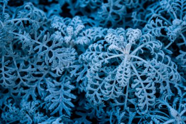 background, texture, leaves, frost on the leaves. ornament of blue branches.