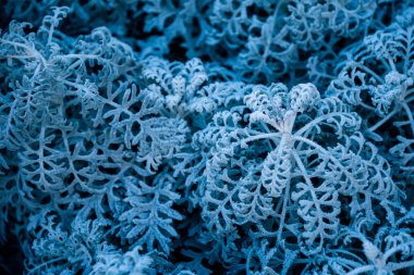 background, texture, leaves, frost on the leaves. ornament of blue branches.