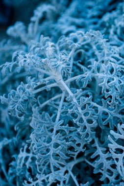 background, texture, leaves, frost on the leaves. ornament of blue branches.