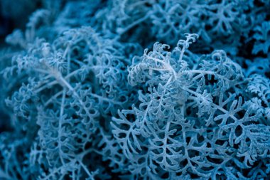 background, texture, leaves, frost on the leaves. ornament of blue branches.