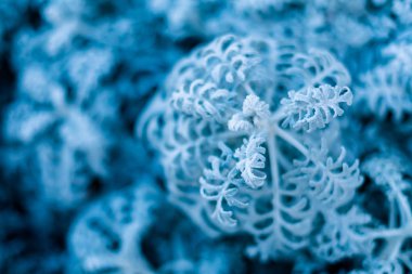 background, texture, leaves, frost on the leaves. ornament of blue branches.