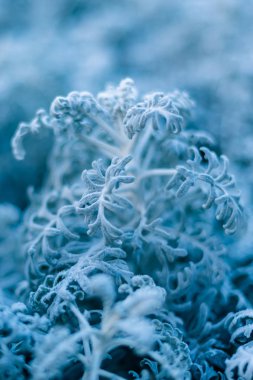 background, texture, leaves, frost on the leaves. ornament of blue branches.
