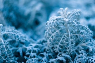 background, texture, leaves, frost on the leaves. ornament of blue branches.