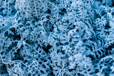 background, texture, leaves, frost on the leaves. ornament of blue branches.