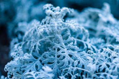 background, texture, leaves, frost on the leaves. ornament of blue branches.
