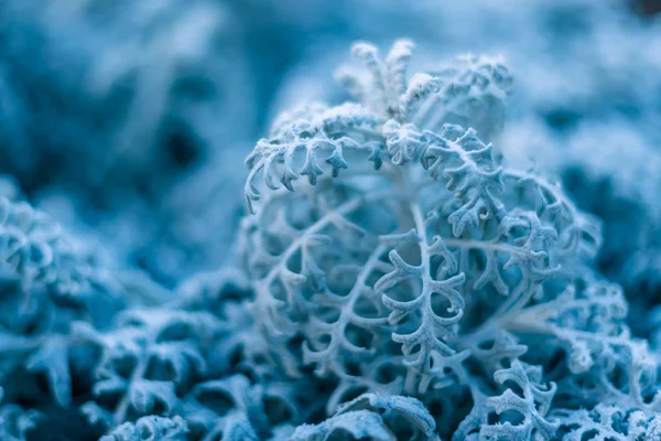 background, texture, leaves, frost on the leaves. ornament of blue branches.