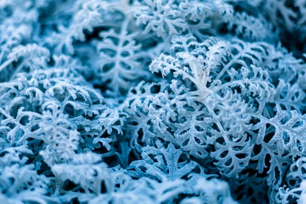 background, texture, leaves, frost on the leaves. ornament of blue branches.