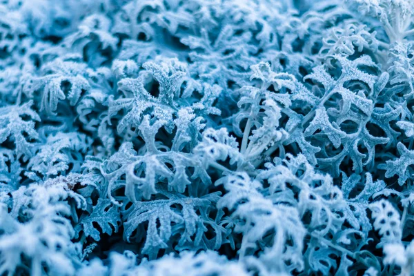 background, texture, leaves, frost on the leaves. ornament of blue branches.