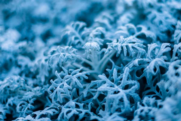 Fondo Textura Hojas Heladas Las Hojas Ornamento Ramas Azules — Foto de Stock