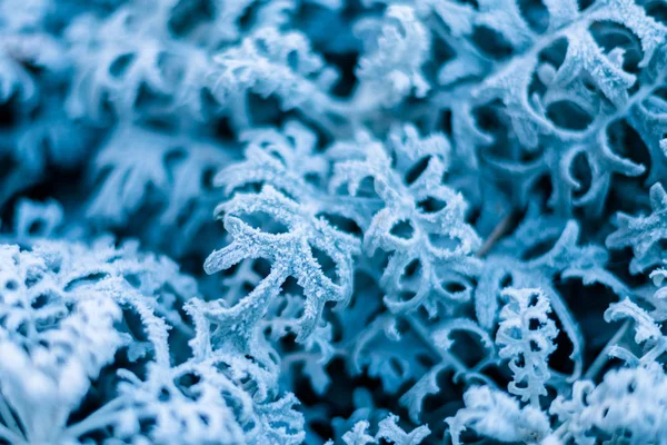 Hintergrund Textur Blätter Frost Auf Den Blättern Ornament Aus Blauen — Stockfoto
