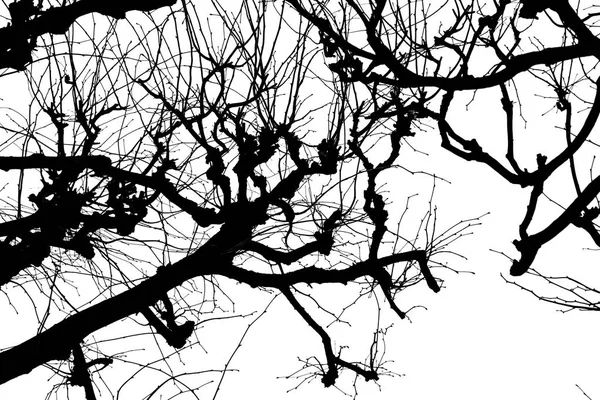 木の枝 白い背景の上の Isolant 黒の白いシルエット グラフィック 木の枝 — ストック写真