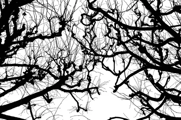 tree branches. Isolant on white background. black white silhouette. graphics. tree branches