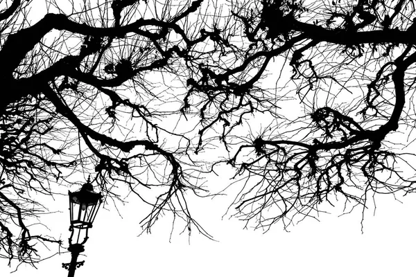 Fener Ağaç Dalları Beyaz Arka Plan Üzerinde Isolant Siyah Beyaz — Stok fotoğraf