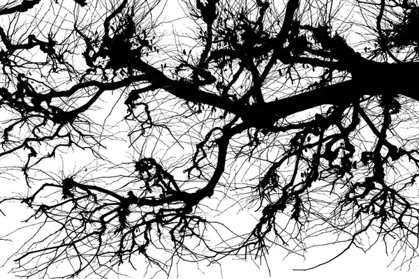 Ağaç Dalları Beyaz Arka Plan Üzerinde Isolant Siyah Beyaz Siluet — Stok fotoğraf