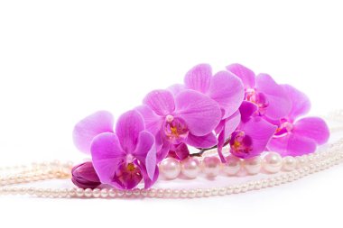 Pembe orkide ve inciler Orchid.A dalı. Tebrik kartı. Güzel kompozisyon. Beyaz backgroundorchid ve boncuk inci beyaz bir arka plan üzerinde izole