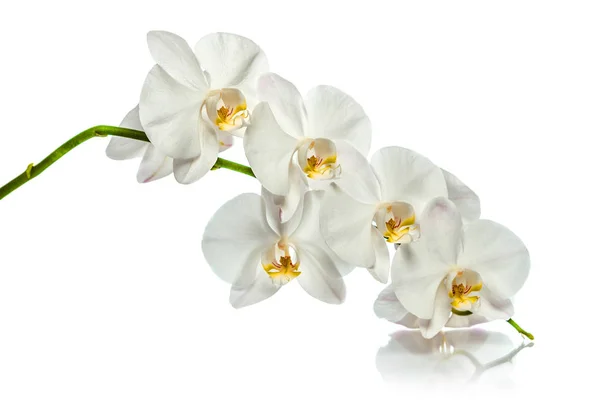 Orchid.A şube beyaz orkide. Tebrik kartı. Güzel kompozisyon. Beyaz arka plan üzerinde yalıtmak. Beyaz arka plan yansıması ile beyaz orkide şube