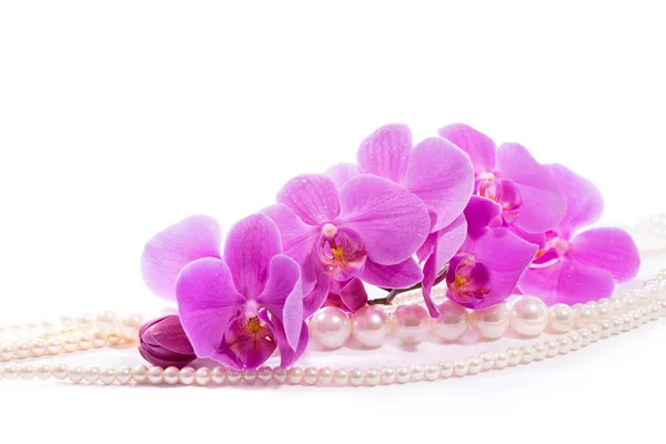 Orchid Branch Pink Orchids Pearls Greeting Card Beautiful Composition Isolate — Stock Photo, Image