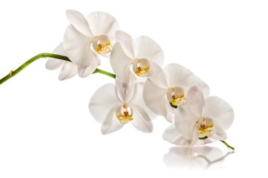 Orchid.A şube beyaz orkide. Tebrik kartı. Güzel kompozisyon. Beyaz arka plan üzerinde yalıtmak. Beyaz arka plan yansıması ile beyaz orkide şube