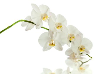 Orchid.A şube beyaz orkide. Tebrik kartı. Güzel kompozisyon. Beyaz arka plan üzerinde yalıtmak. Beyaz arka plan yansıması ile beyaz orkide şube