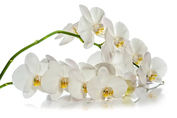 Orquídea Ramo Orquídeas Brancas Cartão Felicitações Bela Composição Isolar Fundo — Fotografia de Stock