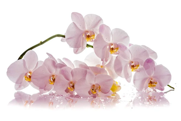 Orquídea Ramo Orquídeas Brancas Cartão Felicitações Bela Composição Isolar Fundo — Fotografia de Stock