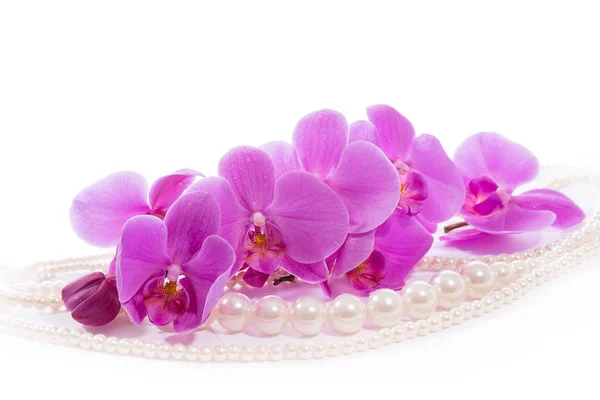 Orchid Branch Pink Orchids Pearls Greeting Card Beautiful Composition Isolate — Stock Photo, Image