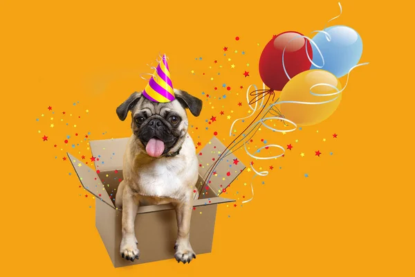 Doğum günün kutlu olsun. Bir kutu, balonlar içinde köpek pug. kutlama. Tebrik kartı kutlu olsun. Köpek pug. Kutusu, balonlar ve tinsel.