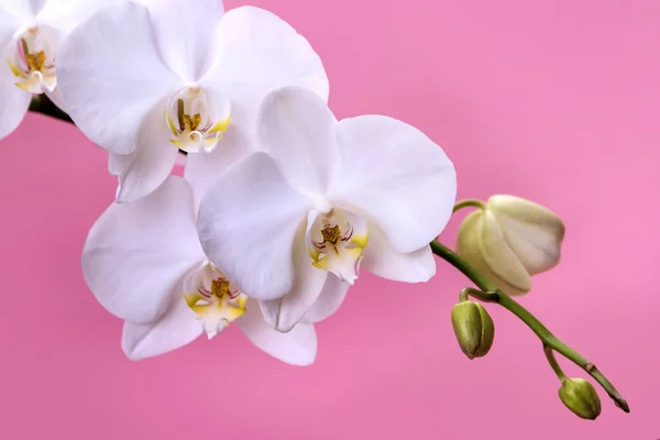 Orchid. A branch of white orchid on a pink background